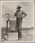 Pea picker at scales. Near Calipatria, Imperial Valley, California