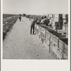 Pea harvest. Large-scale industrialized agriculture on Sinclair Ranch. Imperial Valley, California