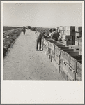 Pea harvest. Large-scale industrialized agriculture on Sinclair Ranch. Imperial Valley, California