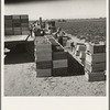 Pea harvest. Large-scale industrialized agriculture on Sinclair Ranch. Imperial Valley, California