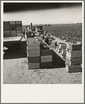 Pea harvest. Large-scale industrialized agriculture on Sinclair Ranch. Imperial Valley, California