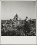 Carrot digger. Imperial Valley, near Meloland, California