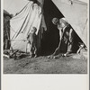 In a carrot pullers' camp near Holtville, California