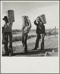 Pea pickers coming in from field to the weigh master. Imperial Valley, California