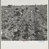 Filipino field gang in lettuce. Brawley, Imperial Valley, California. Filipinos work in lettuce but not in peas