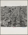 Filipino field gang in lettuce. Brawley, Imperial Valley, California. Filipinos work in lettuce but not in peas