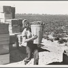 Pea picker. Imperial Valley, California