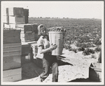 Pea picker. Imperial Valley, California