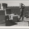 Pea picker. Imperial Valley, California