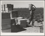 Pea picker. Imperial Valley, California