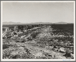 Pea field during harvest on Sinclair Ranch, near Calipatria, Imperial Valley, California. Cars between the fields belong to field bosses, weighers, packers, and pickers, of whom there were 500 in the field on the day this photograph was made