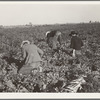Migratory field worker pulling carrots. Imperial Valley, California