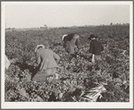 Migratory field worker pulling carrots. Imperial Valley, California