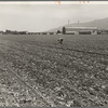 Spreckels sugar factory and sugar beet field with Mexican and Filipino workers thinning sugar beets. Monterey County, California