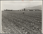 Spreckels sugar factory and sugar beet field with Mexican and Filipino workers thinning sugar beets. Monterey County, California