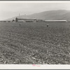 Spreckels sugar factory and sugar beet field with Mexican and Filipino workers thinning sugar beets. Monterey County, California