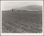 Spreckels sugar factory and sugar beet field with Mexican and Filipino workers thinning sugar beets. Monterey County, California