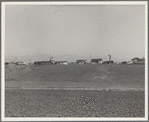 Outskirts of Salinas, California. Shacks occupied by lettuce shed workers, many from Oklahoma