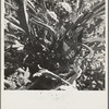 Artichoke. Monterey County, California
