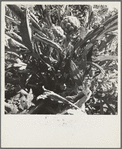 Artichoke. Monterey County, California