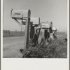 Mail boxes of lettuce workers. Settlement on outskirts of Salinas, California