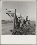 Mail boxes of lettuce workers. Settlement on outskirts of Salinas, California