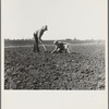 Outskirts of Salinas, California. Father and son planting potatoes. These people are lettuce workers, migrants from Southwest