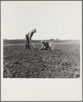 Outskirts of Salinas, California. Father and son planting potatoes. These people are lettuce workers, migrants from Southwest