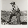 Farmer who has small plot in rapidly growing settlement of lettuce workers on outskirts of Salinas, California