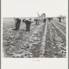 Gang of Filipino boys thinning lettuce. Salinas, California