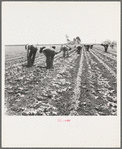 Gang of Filipino boys thinning lettuce. Salinas, California