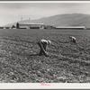 Spreckels sugar factory and sugar beet field with Mexican and Filipino workers thinning sugar beets. Monterey County, California.