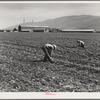 Spreckels sugar factory and sugar beet field with Mexican and Filipino workers thinning sugar beets. Monterey County, California