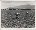 Spreckels sugar factory and sugar beet field with Mexican and Filipino workers thinning sugar beets. Monterey County, California
