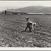 Spreckels sugar factory and sugar beet field with Mexican and Filipino workers thinning sugar beets. Monterey County, California.