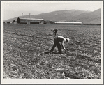 Spreckels sugar factory and sugar beet field with Mexican and Filipino workers thinning sugar beets. Monterey County, California