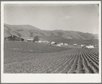 Ranch camp for pea pickers. Near Milpitas, Santa Clara County, California