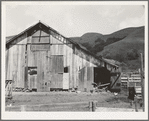 Farmyard of small Italian farmer. Santa Clara County, California