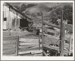Farmyard of small Italian farmer. Santa Clara County, California