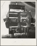Tent interior in a labor contractor's camp, showing household equipment. Near Westley, California