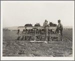 Farmers talking politics. Potato fields. California