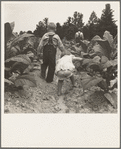 Children helping father, tobacco sharecropper, at work in tobacco patch. Person County, North Carolina