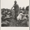 Tobacco sharecropper and daughter in field. Person County, North Carolina. July 1939