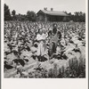 Sharecropper with wife and child in their tobacco field. Note that the tobacco grows up to the front porch. Near Chapel Hill, North Carolina