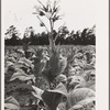 Single tobacco flower. The tobacco plant is "topped" before it blooms in the field, with exception of a few plants which are saved out for seed. Shoofly, Granville County, North Carolina