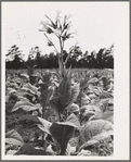Single tobacco flower. The tobacco plant is "topped" before it blooms in the field, with exception of a few plants which are saved out for seed. Shoofly, Granville County, North Carolina