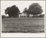 Prosperous farmer's house and farm landscape seen from the road. Field of peas, corn and corner crop in grass lawn. Tobacco packhouse on the left, behind which is the tobacco barn not visible, well on the right. Near Colbreth, North Carolina