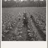 Putting in tobacco. Shoofly, North Carolina