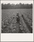 Putting in tobacco. Shoofly, North Carolina