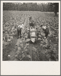 Tobacco field in early morning where white sharecropper and wage laborer are priming tobacco. Shoofly, North Carolina